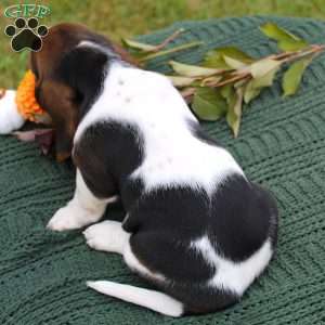 Macy, Basset Hound Puppy